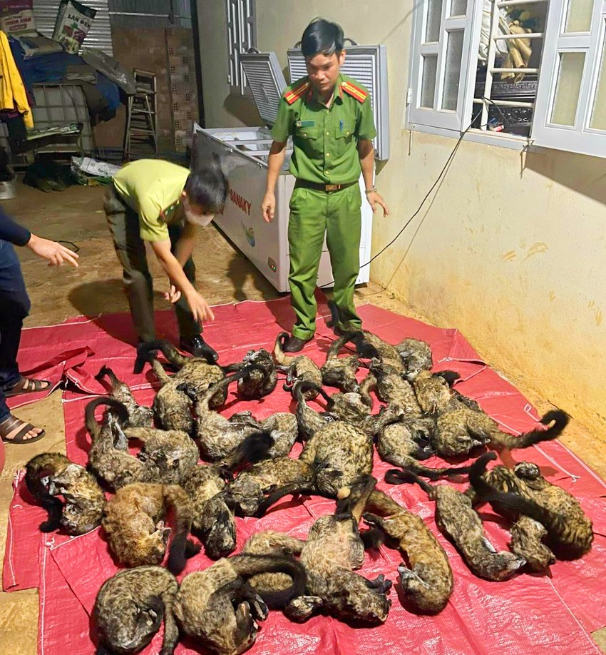 Gia Lai: Phát hiện 1 hộ dân tàng trữ số lượng lớn thịt động vật hoang dã