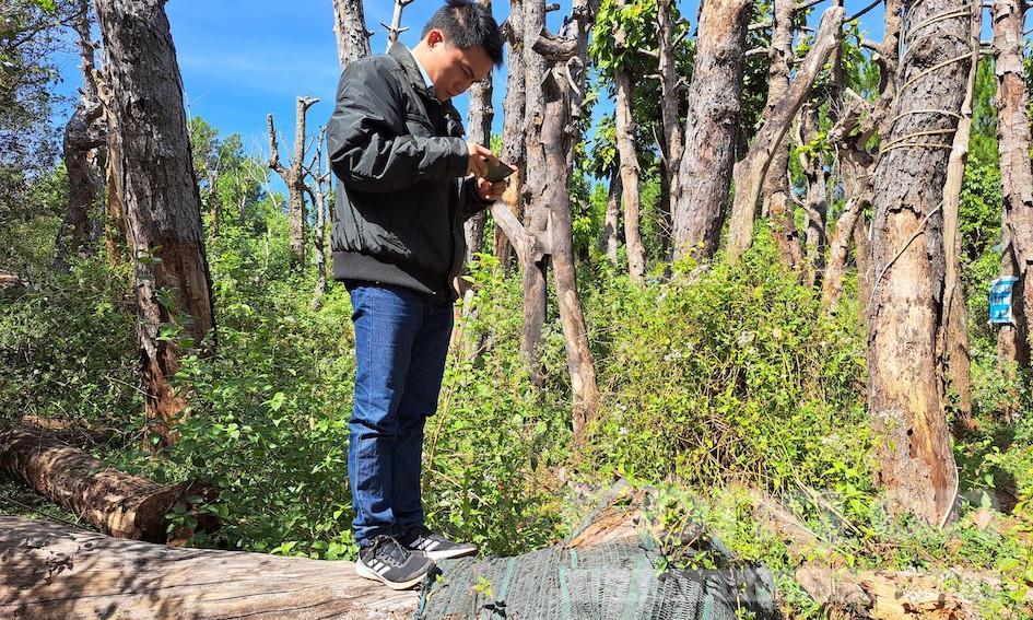 Gia Lai: Hàng loạt cây xanh di dời khi làm đường đã bị chết