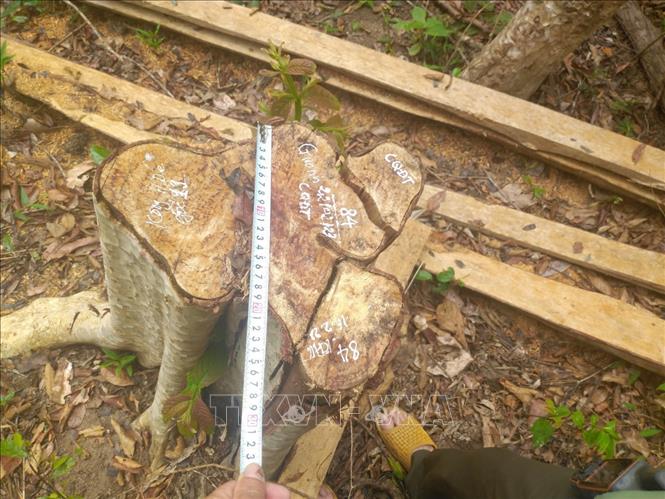 Khẩn trương điều tra vụ 125 cây rừng bị cưa hạ ở Gia Lai